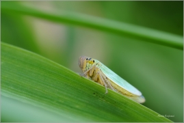<p>SÍTINOVKA ZELENÁ (Cicadella viridis) ---- /Green leafhopper - Binsenschmuckzikade/</p>